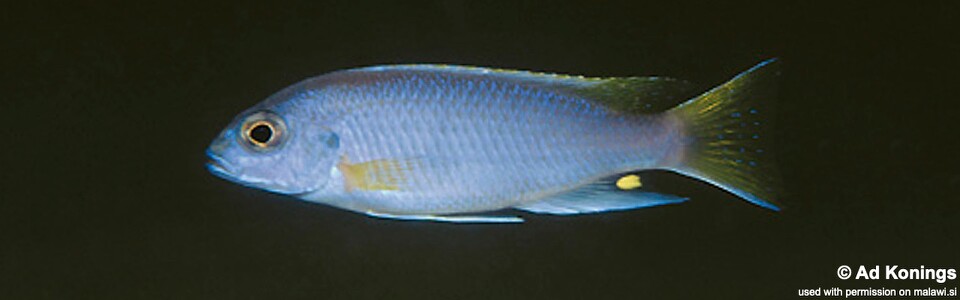 Pseudotropheus sp. 'acei' Msuli Point