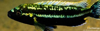 Melanochromis melanopterus &#39;Mumbo Island&#39;