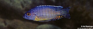 Aulonocara stuartgranti &#39;Mundola Point&#39;