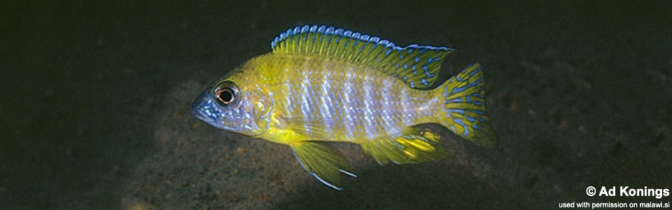 Aulonocara sp. 'stuartgranti maleri' Nakantenga Island