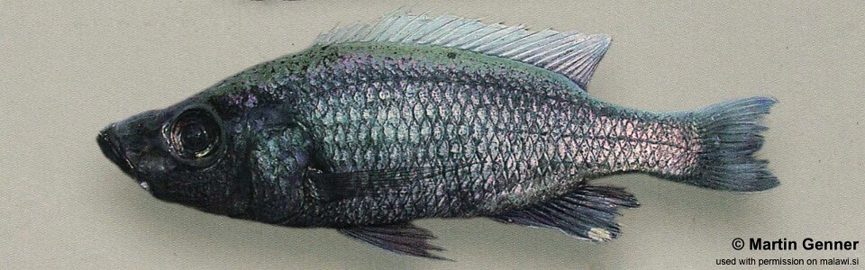 Diplotaxodon sp. 'brevimanus' Nkhata Bay<br><font color=gray>Diplotaxodon sp. 'similis white-back north' Nkhata Bay</font>