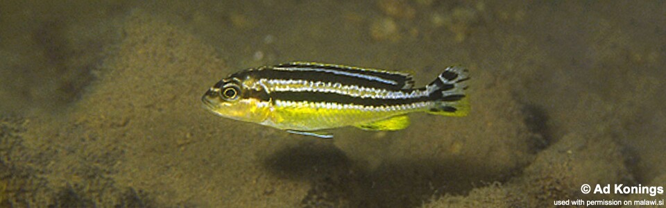 Melanochromis auratus 'Nkhomo Reef'