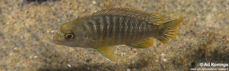 Labidochromis shiranus 'Nkhudzi Headland'