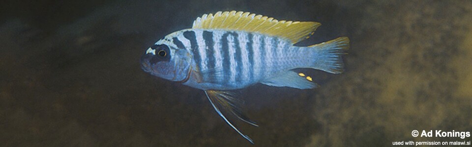 Maylandia pyrsonotos 'Nkhudzi Headland' - Metriaclima pyrsonotos 'Nkhudzi Headland'