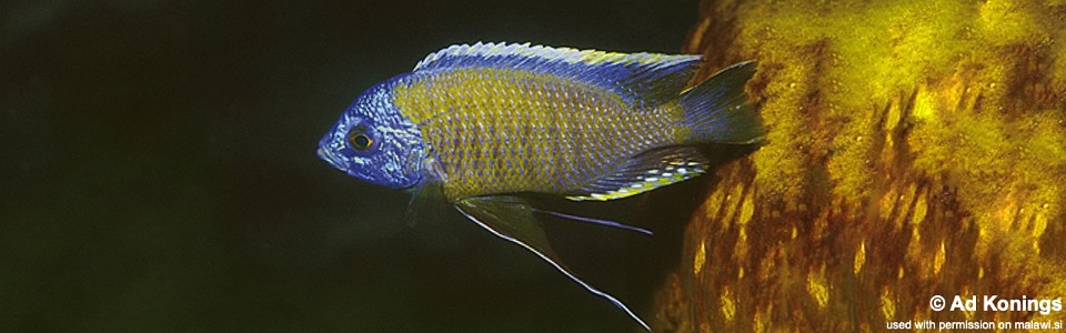 Copadichromis borleyi 'Nkhungu Reef'