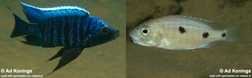 Copadichromis parvus 'Nkhungu Reef'