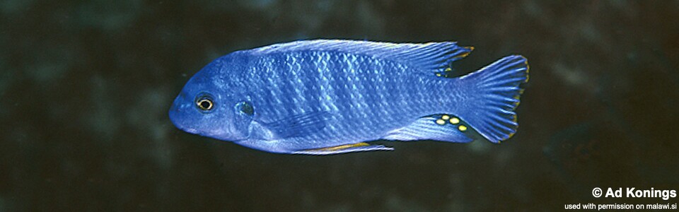 Labeotropheus fuelleborni 'Nkolongwe'