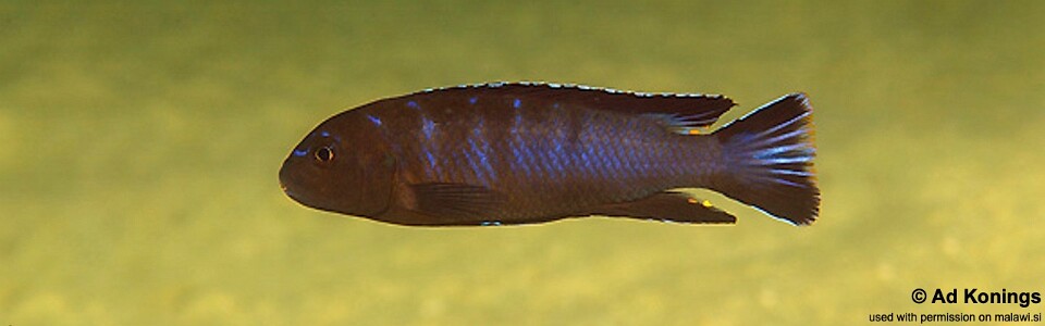 Chindongo longior 'Puulu Island'