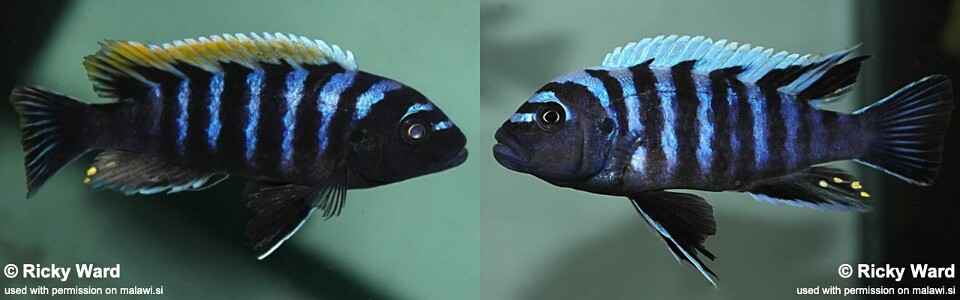 Cynotilapia zebroides 'Puulu Island'