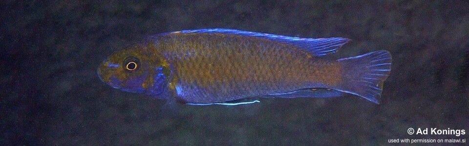Labeotropheus trewavasae 'Puulu Island'
