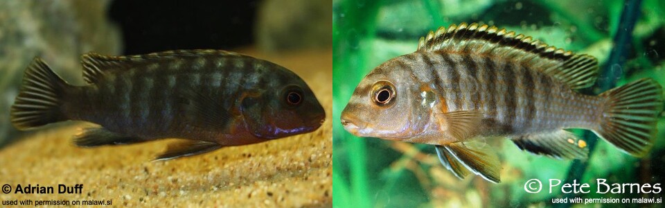 Labidochromis maculicauda 'Puulu Island'