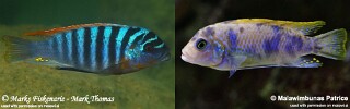 Maylandia fainzilberi &#39;Puulu&#39; Metriaclima fainzilberi &#39;Puulu&#39;