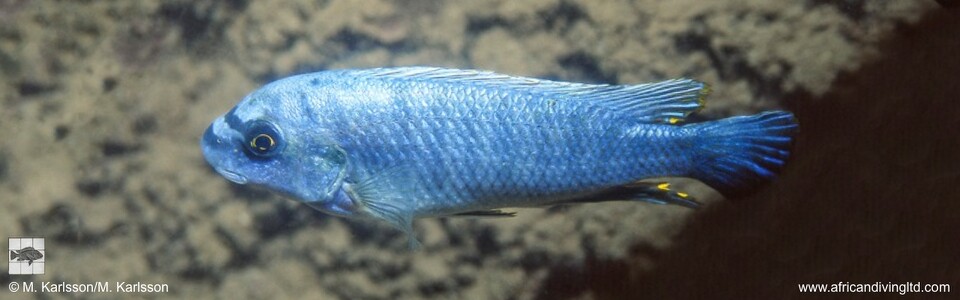 Labeotropheus fuelleborni 'Sambia Reef (Luhuchi Rocks)'