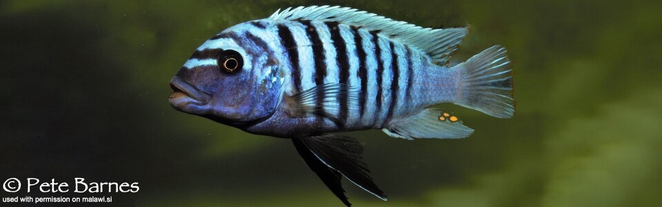 Maylandia zebra 'Sambia Reef (Luhuchi Rocks)' - Metriaclima zebra 'Sambia Reef (Luhuchi Rocks)'