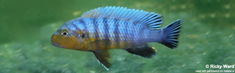 Pseudotropheus purpuratus 'Thumbi Reef (Kitenge Rocks)'