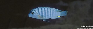 Maylandia fainzilberi &#39;Undu Reef&#39; Metriaclima fainzilberi &#39;Undu Reef&#39;