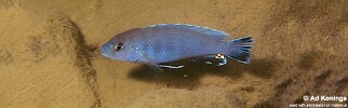 Pseudotropheus sp. &#39;perspicax tanzania&#39; Undu Reef