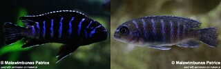 Tropheops sp. &#39;elongatus mbako&#39; Undu Reef