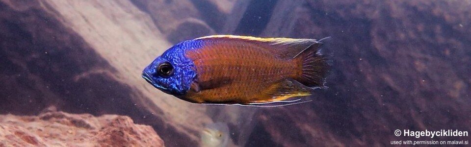 Copadichromis borleyi 'Usisya'