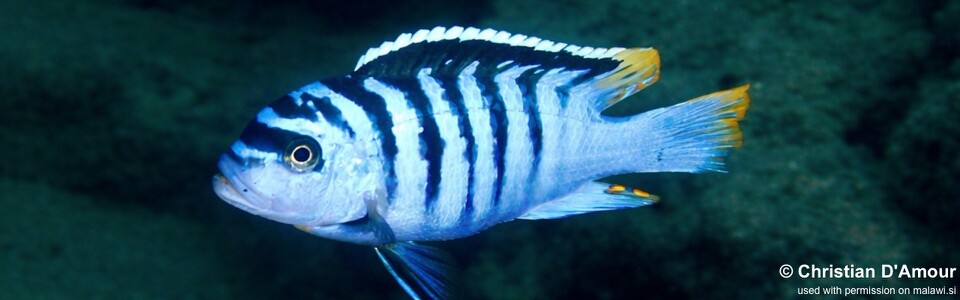 Maylandia fainzilberi 'Usisya'<br><font color=gray>Metriaclima fainzilberi 'Usisya'</font>