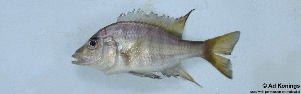 Alticorpus macrocleithrum