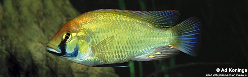 Astatotilapia calliptera 'Mbenji Island'