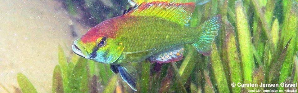 Astatotilapia calliptera 'Namalenje Island'