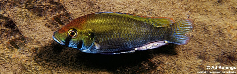 Astatotilapia calliptera 'Thumbi East Island'