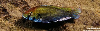 Astatotilapia calliptera 'Thumbi East Island'.jpg