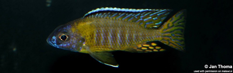 Aulonocara gertrudae 'Masinje'