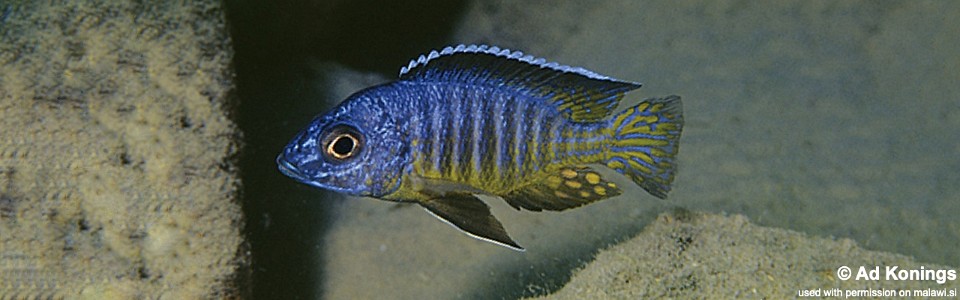 Aulonocara hueseri 'Likoma Island'