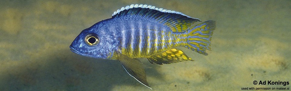 Aulonocara hueseri 'Maingano Island'