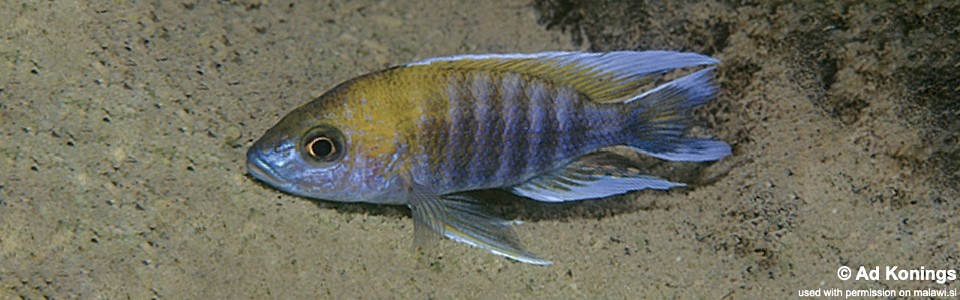 Aulonocara jacobfreibergi 'Boadzulu Island'