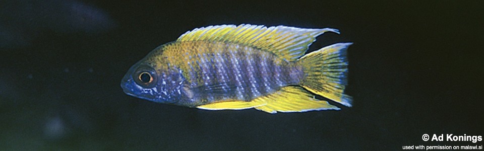 Aulonocara jacobfreibergi 'Hongi Island'