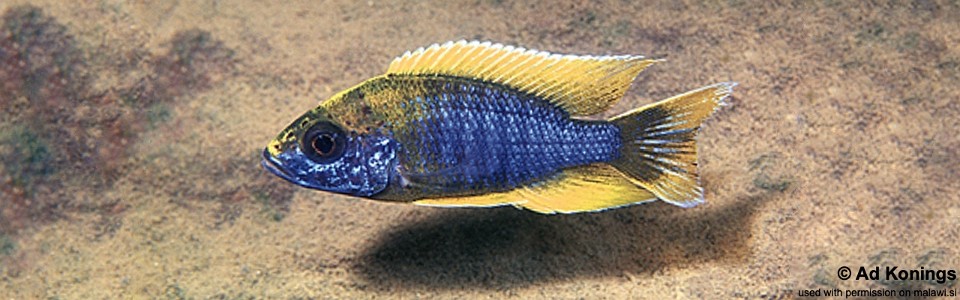 Aulonocara jacobfreibergi 'Undu Reef'<br><font color=gray>Mamalela; Lemon Jake</font>