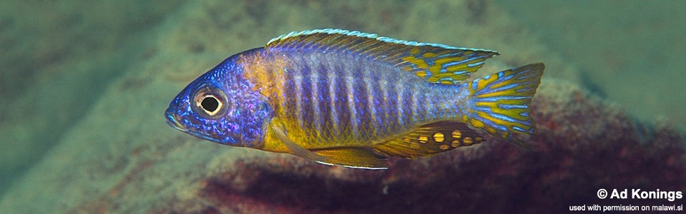 Aulonocara korneliae 'Same Bay, Chizumulu Island'