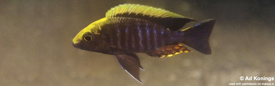 Aulonocara maylandi 'Luwala Reef'