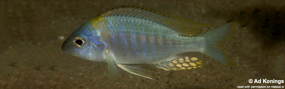 Aulonocara nyassae 'Masasa Reef'