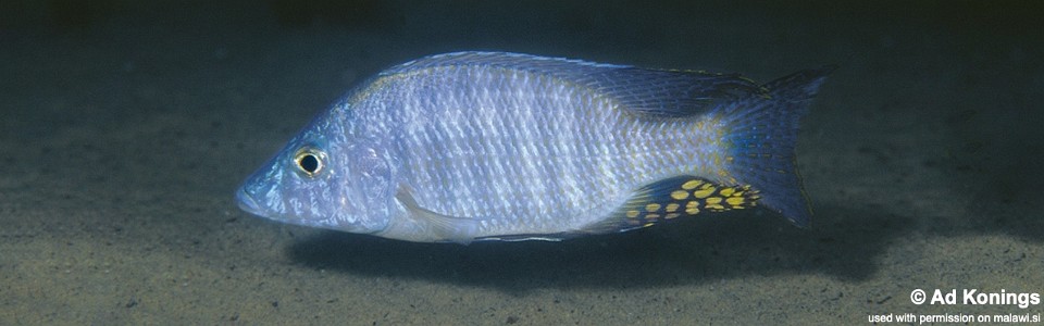 Aulonocara rostratum 'Chimwalani Reef'