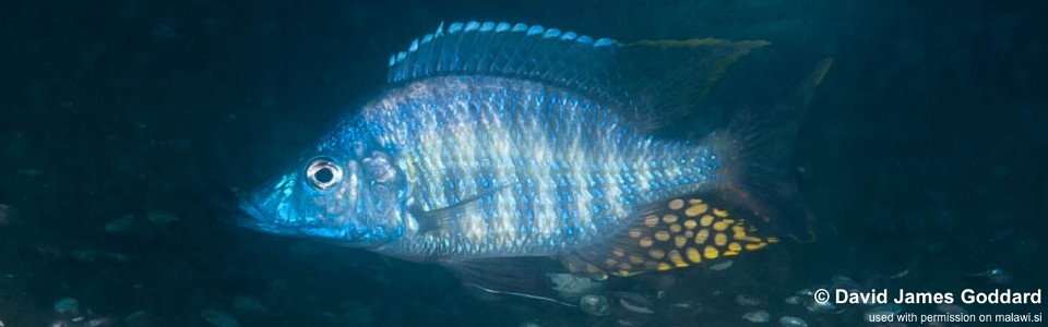 Aulonocara rostratum 'Luwala Reef'