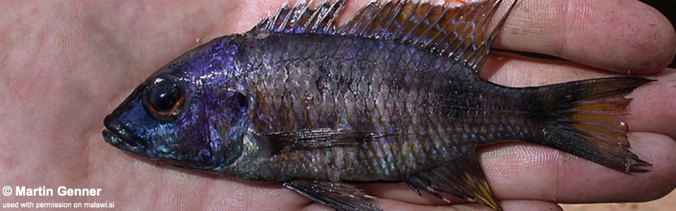 Aulonocara sp. 'brevirostris nkhata' Nkhata Bay