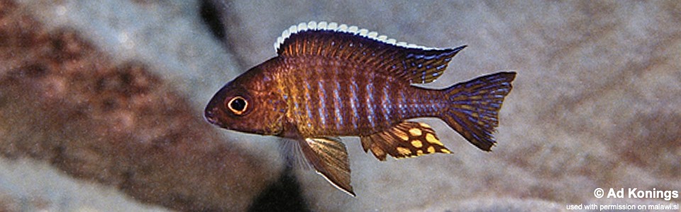 Aulonocara sp. 'chitande type mozambique' Wikihi