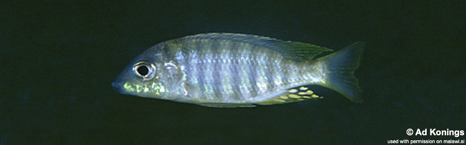 Aulonocara sp. 'pyramid' Luwala Reef