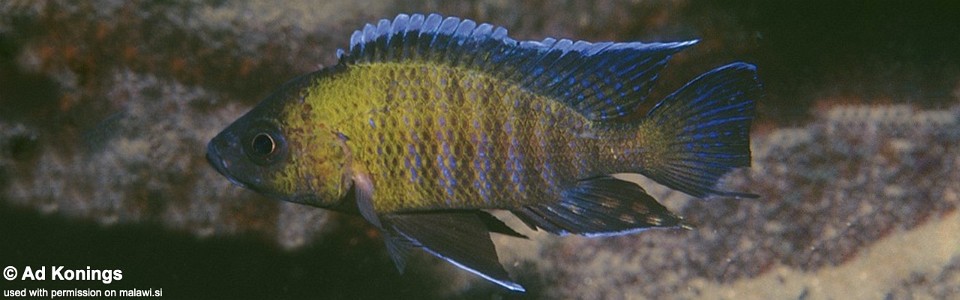 Aulonocara sp. 'trematocranus masinje' Chiofu Bay