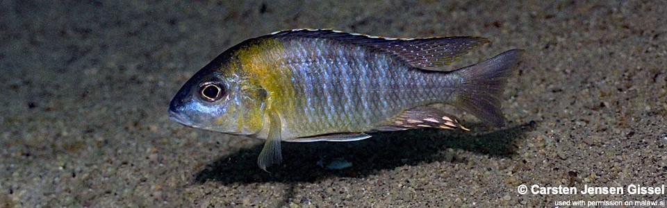 Aulonocara sp. 'yellow collar' Chemwezi Rocks