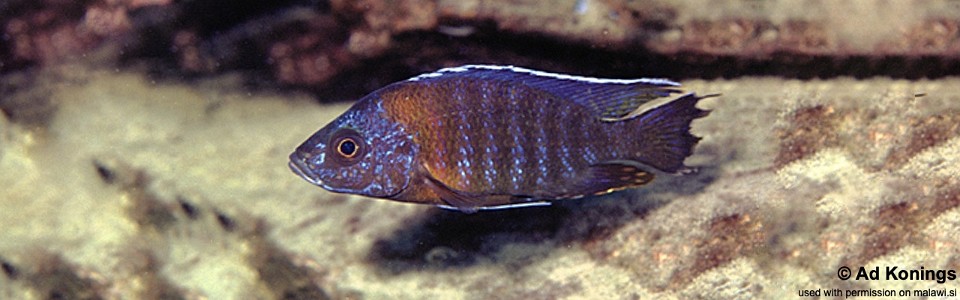 Aulonocara stuartgranti 'Chilucha Reef'<br><font color=gray>Aulonocara hansbaenschi 'Chilucha Reef'</font>