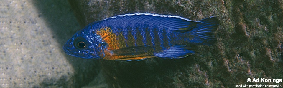 Aulonocara stuartgranti 'Chinuni'<br><font color=gray>Aulonocara hansbaenschi 'Chinuni'</font>