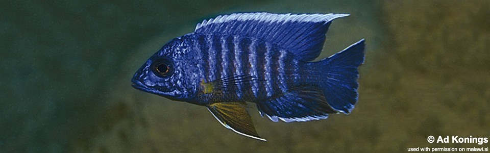 Aulonocara stuartgranti 'Chitimba Bay' (Deep)<br><font color=gray>Aulonocara Maisoni</font>