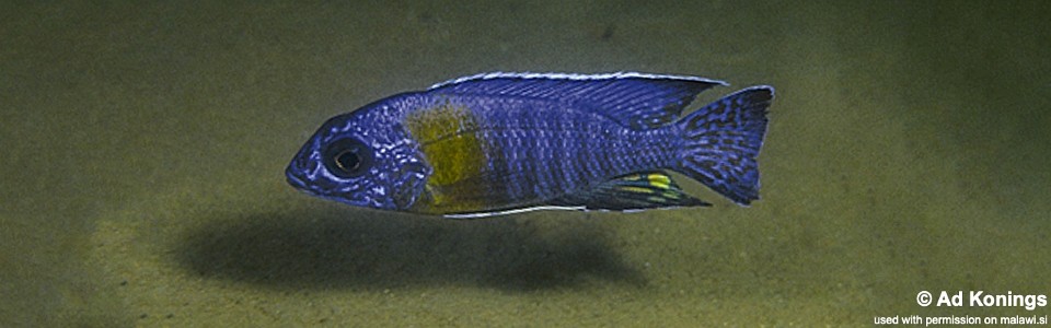 Aulonocara stuartgranti 'Chitimba Bay' (Shallow)<br><font color=gray>Aulonocara  Maulana</font>