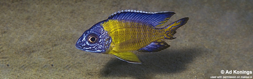 Aulonocara stuartgranti 'Chiwindi'<br><font color=gray>Auloocara Blue Neon</font>